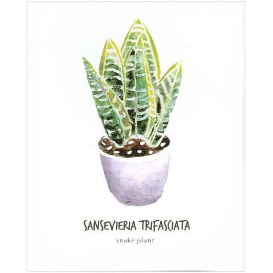 Little Green Press ATX Sansevieria Trifasciata Botanical Print