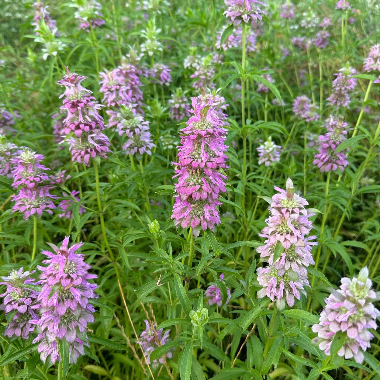 Folk Potions Bee Balm Salve