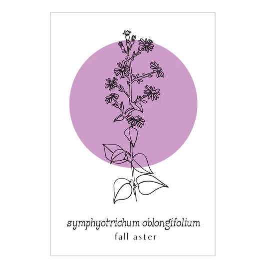 Little Green Press ATX Symphyotrichum Oblongifolium Umlauf Botanical Print